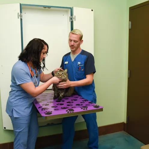 Cat being examined by veterinary staff at Animal Oasis Veterinary Hospital